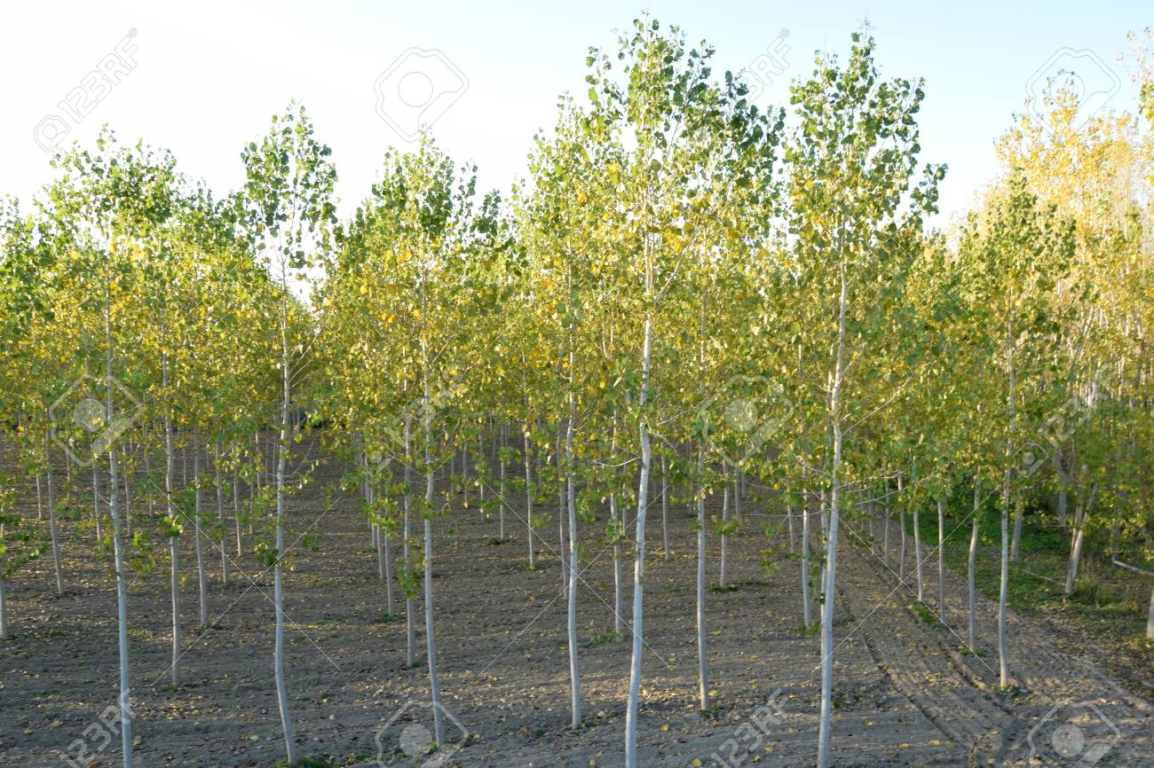 Uma Floresta De Choupos Nas Margens Do Rio Po Na Provincia De Mantua Italia Fotos Retratos Imagenes Y Fotografia De Archivo Libres De Derecho Image 91584707