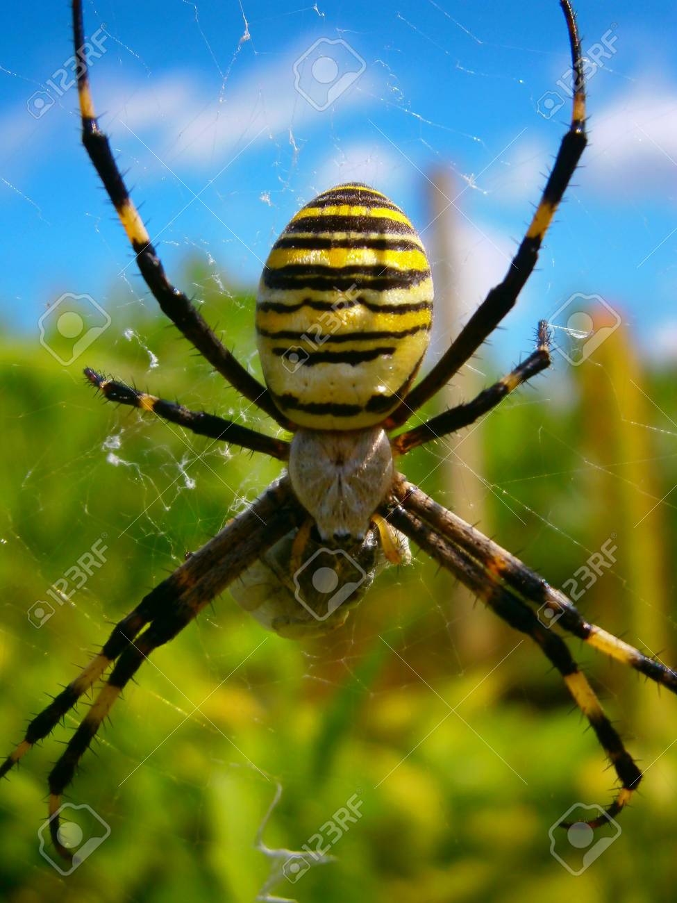 etiam-dictum-ipsum-a-felis