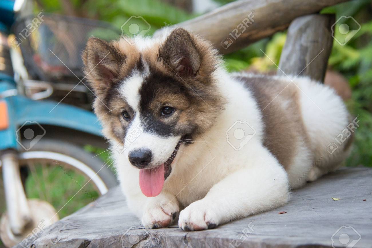 brittany spaniel average weight