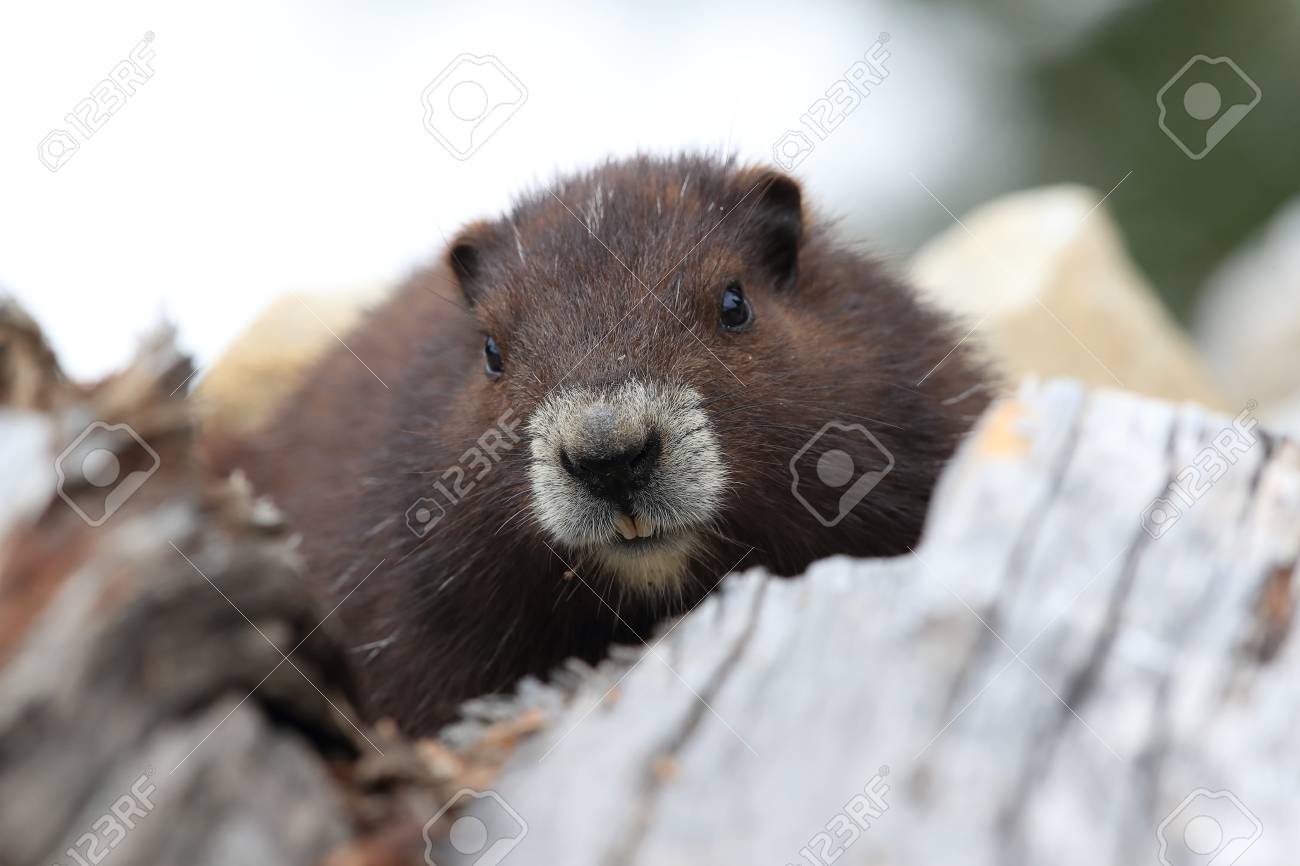 Vancouver Island Marmot Marmota Vancouverensis Mount Washington