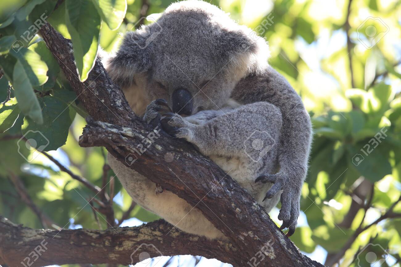 A Baby Koala And Mother Sitting In A Gum Tree On Magnetic Island