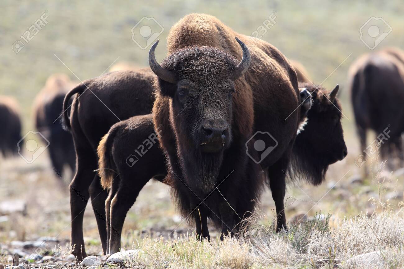 American bison, Buffalo, Yellowstone National Park - 154383200 American bison, Buffalo, Yellowstone National Park - 154383200