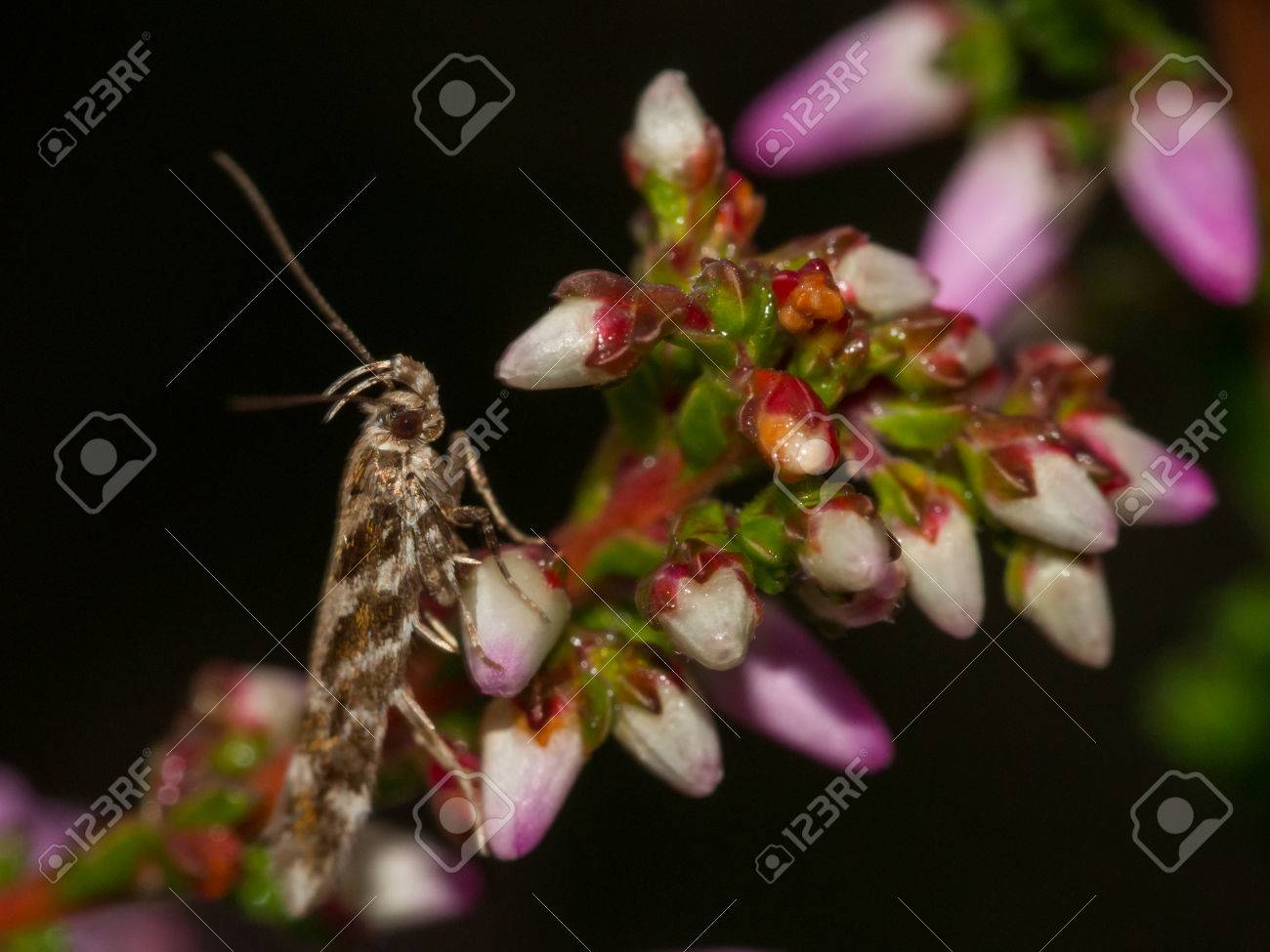 昆虫咲いてヘザーの休息のような非常に小さい蛾のマクロ ナイト ショット の写真素材 画像素材 Image