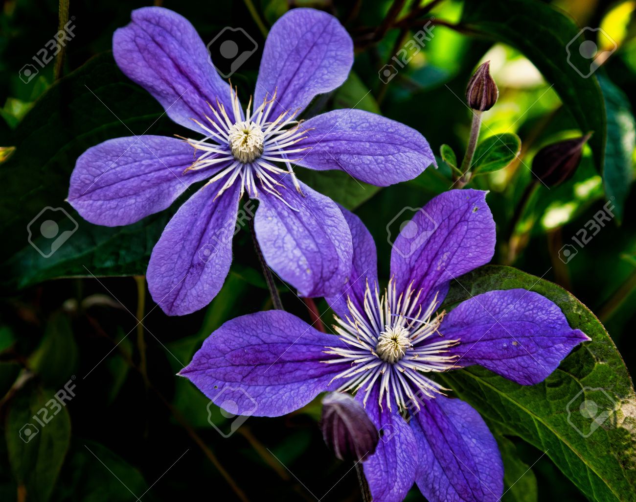 紫のクレマチスの花の登山のつる の写真素材 画像素材 Image 紫のクレマチスの花の登山のつる の写真素材 画像素材 Image