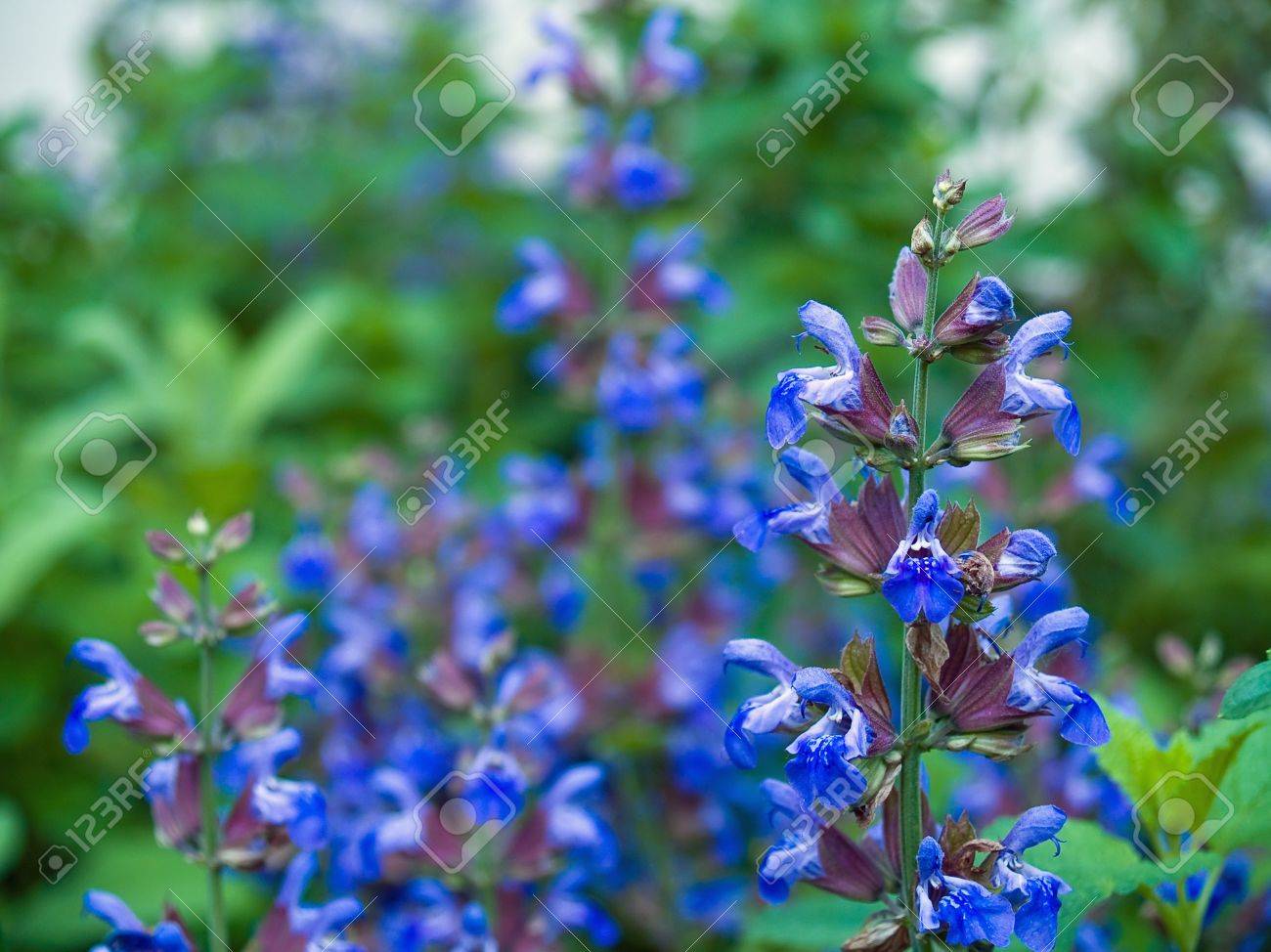 庭に咲く青い花ハーブ の写真素材 画像素材 Image