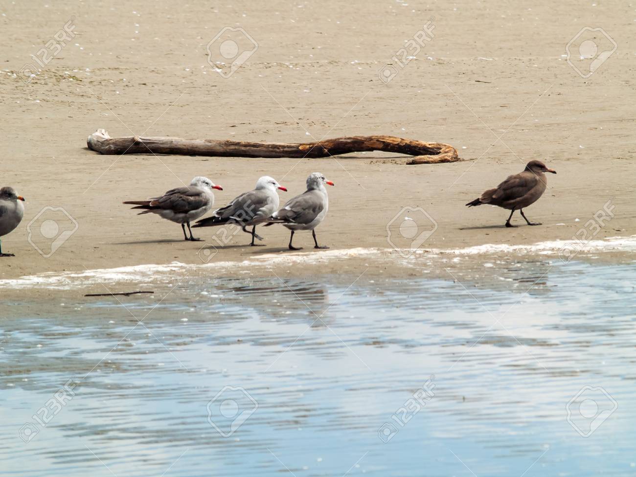 Une Variété Doiseaux De Mer Au Bord De La Mer