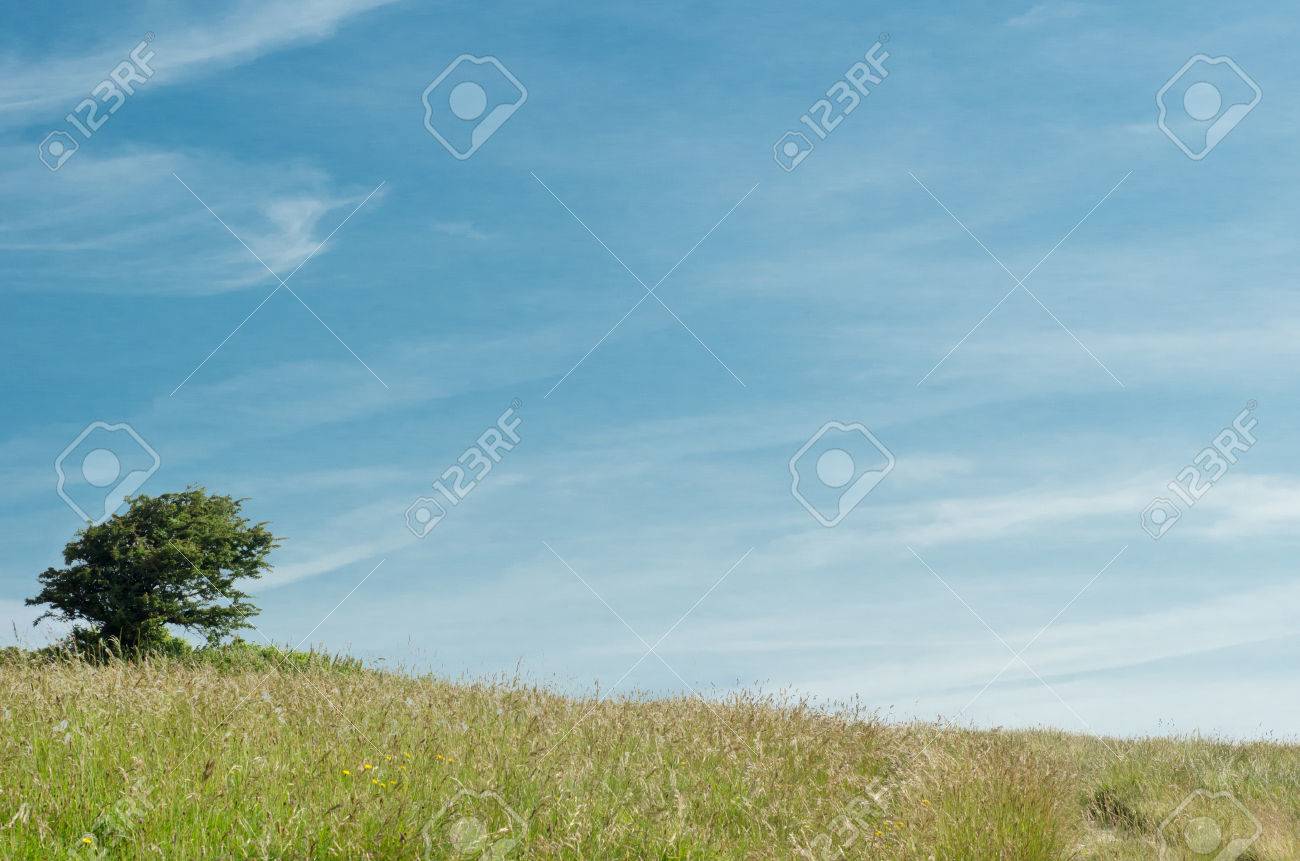 風光明媚な自然の背景 英語の田舎に青空に対してなだらかな草が茂った丘の上の単一のツリー の写真素材 画像素材 Image