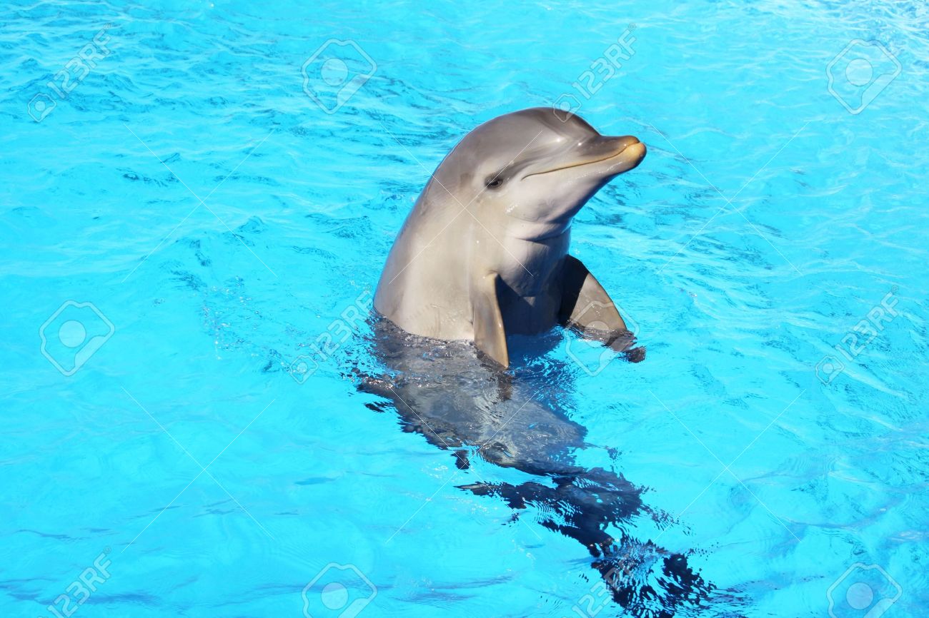 Dolphin 2025 paddling pool