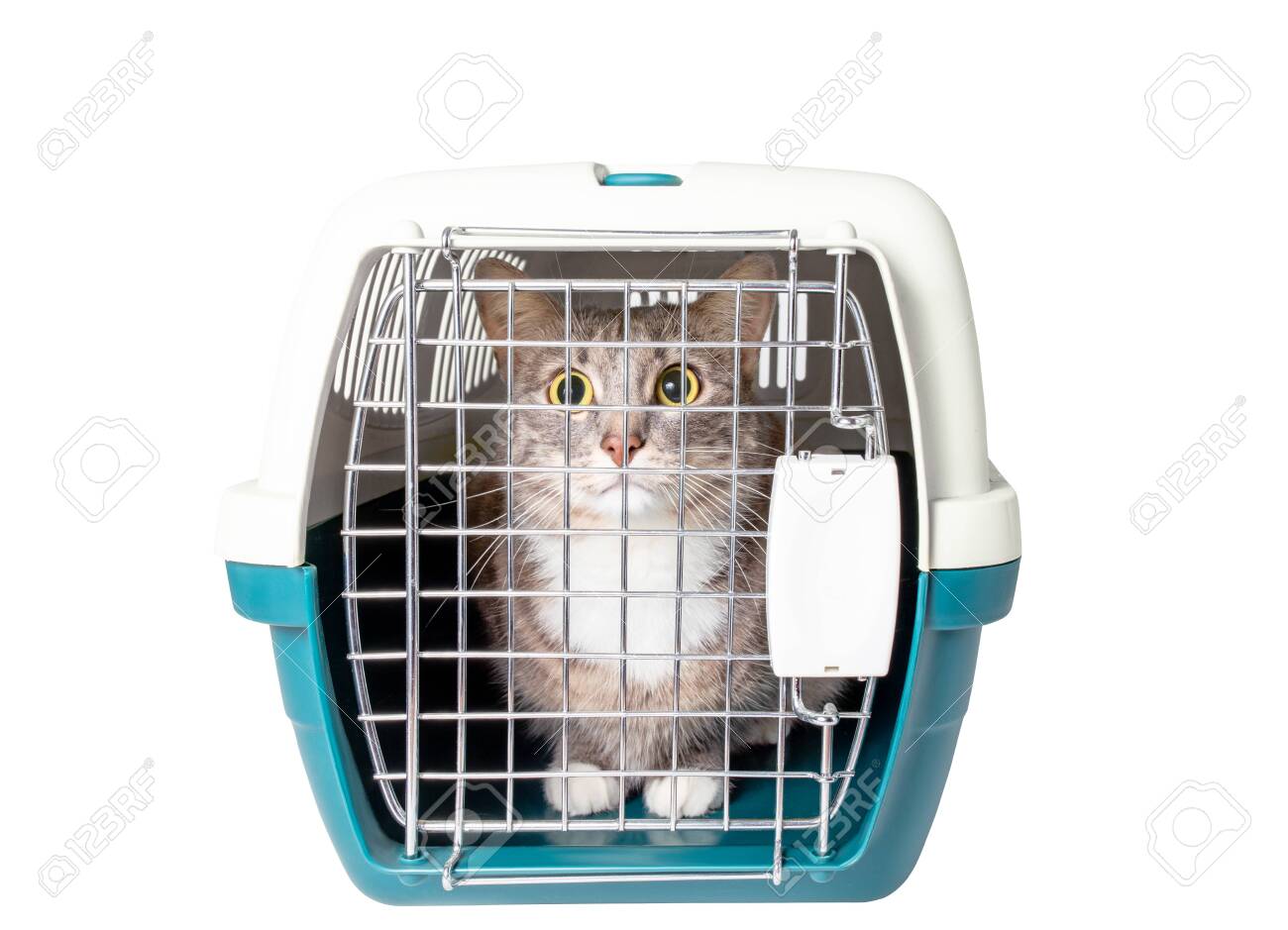 cat plastic carrier