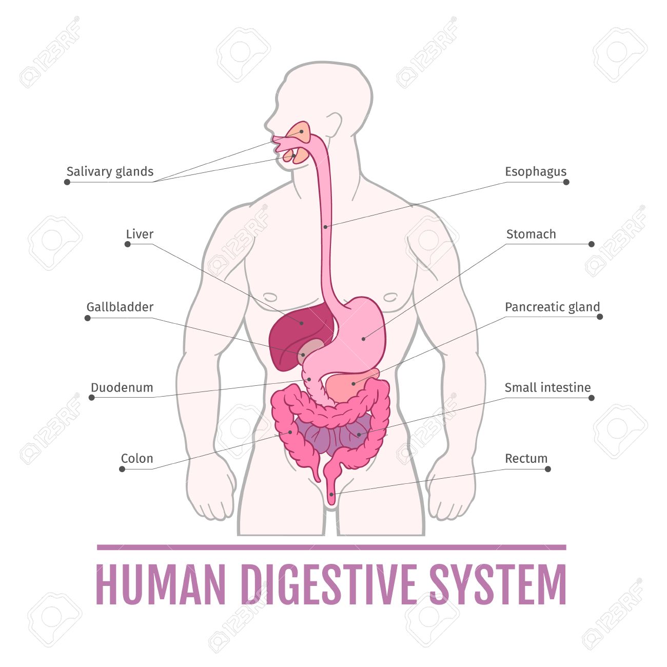 Medical Illustration Of The Human Digestive System. Scheme For Textbooks.  Internal Organs. Royalty Free SVG, Cliparts, Vectors, and Stock  Illustration. Image 66537848., image size:1300x1300