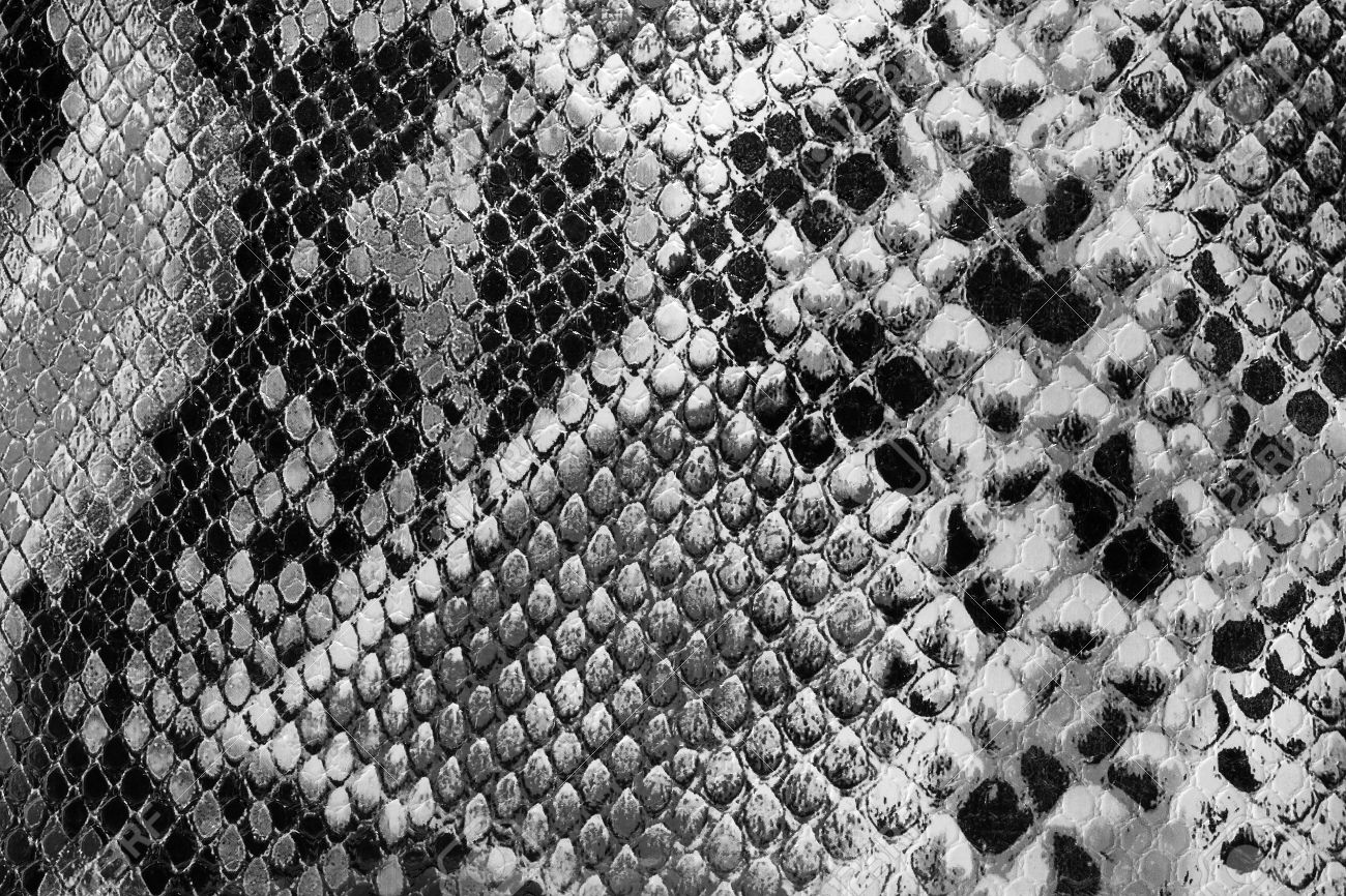 Black and white closeup on snakeskin textured snakeskin
