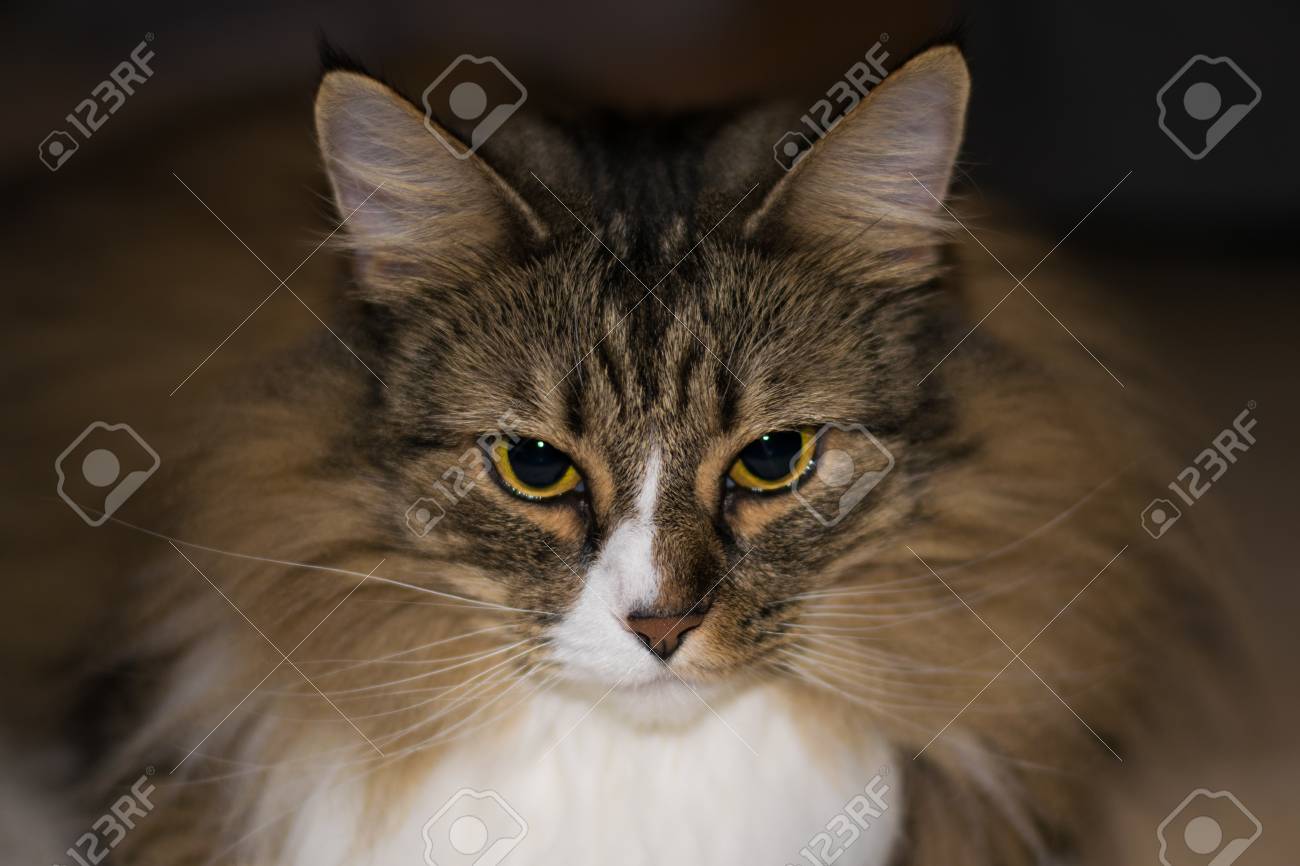 etiam-dictum-ipsum-a-felis