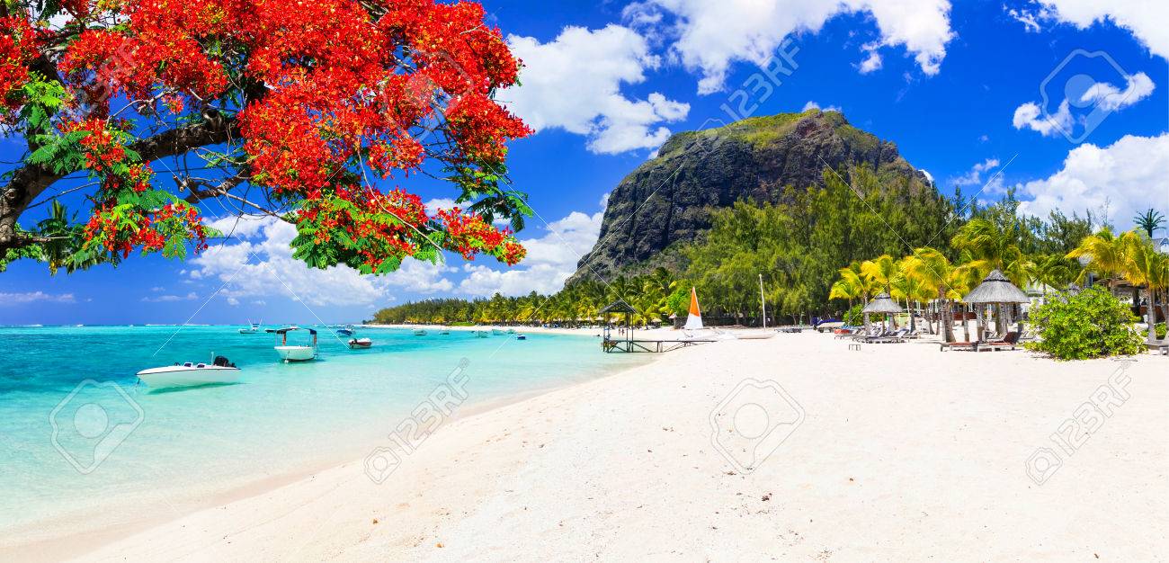 Beautiful Le Morne beach with traditional tree,Mauritius island. - 78159629 Beautiful Le Morne beach with traditional tree,Mauritius island. - 78159629