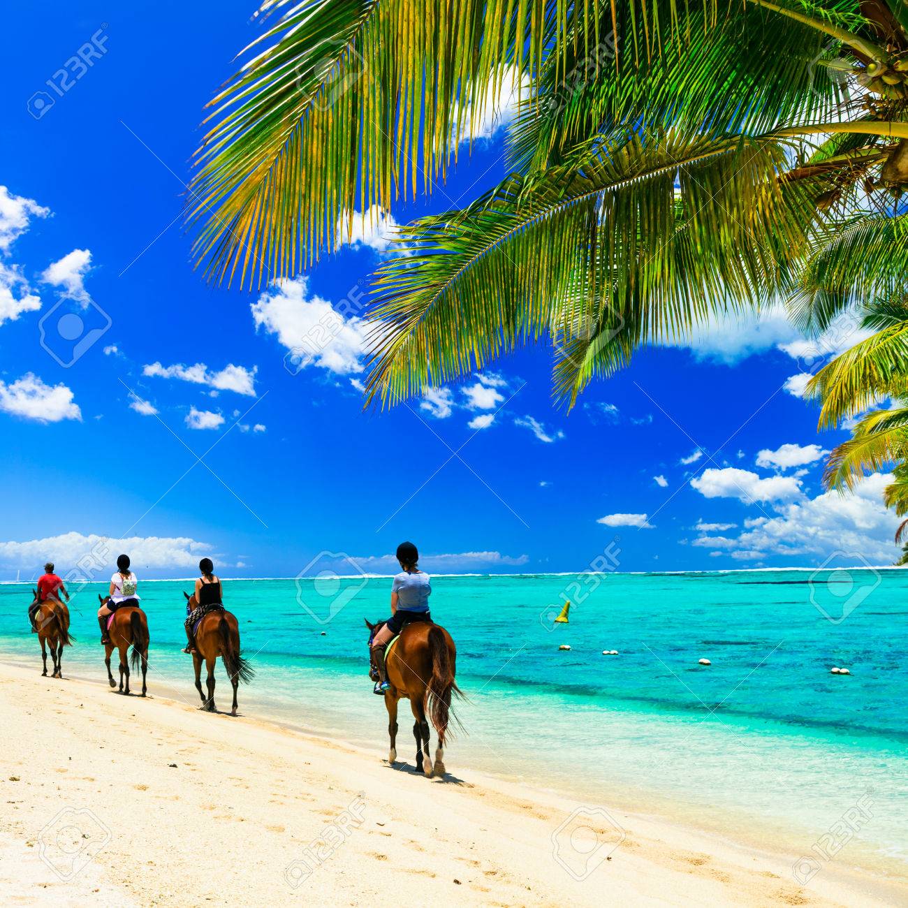 Panoramic view of beautiful beach, azure sea palm tree and horses, Mauritius island. - 82069277 Panoramic view of beautiful beach, azure sea palm tree and horses, Mauritius island. - 82069277