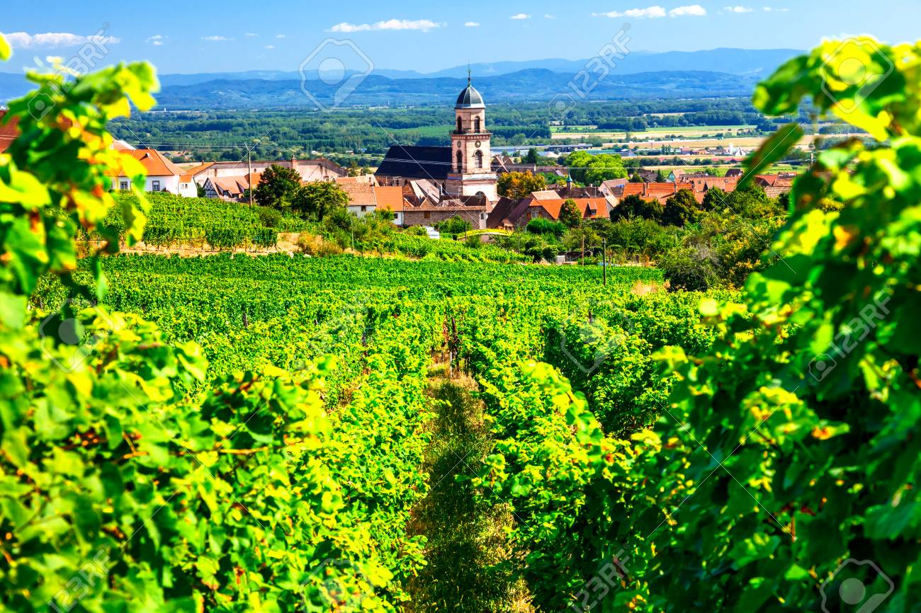 Picturesque Kayserberg village, Alsace region, view with vineyards, France. - 91120191 Picturesque Kayserberg village, Alsace region, view with vineyards, France. - 91120191