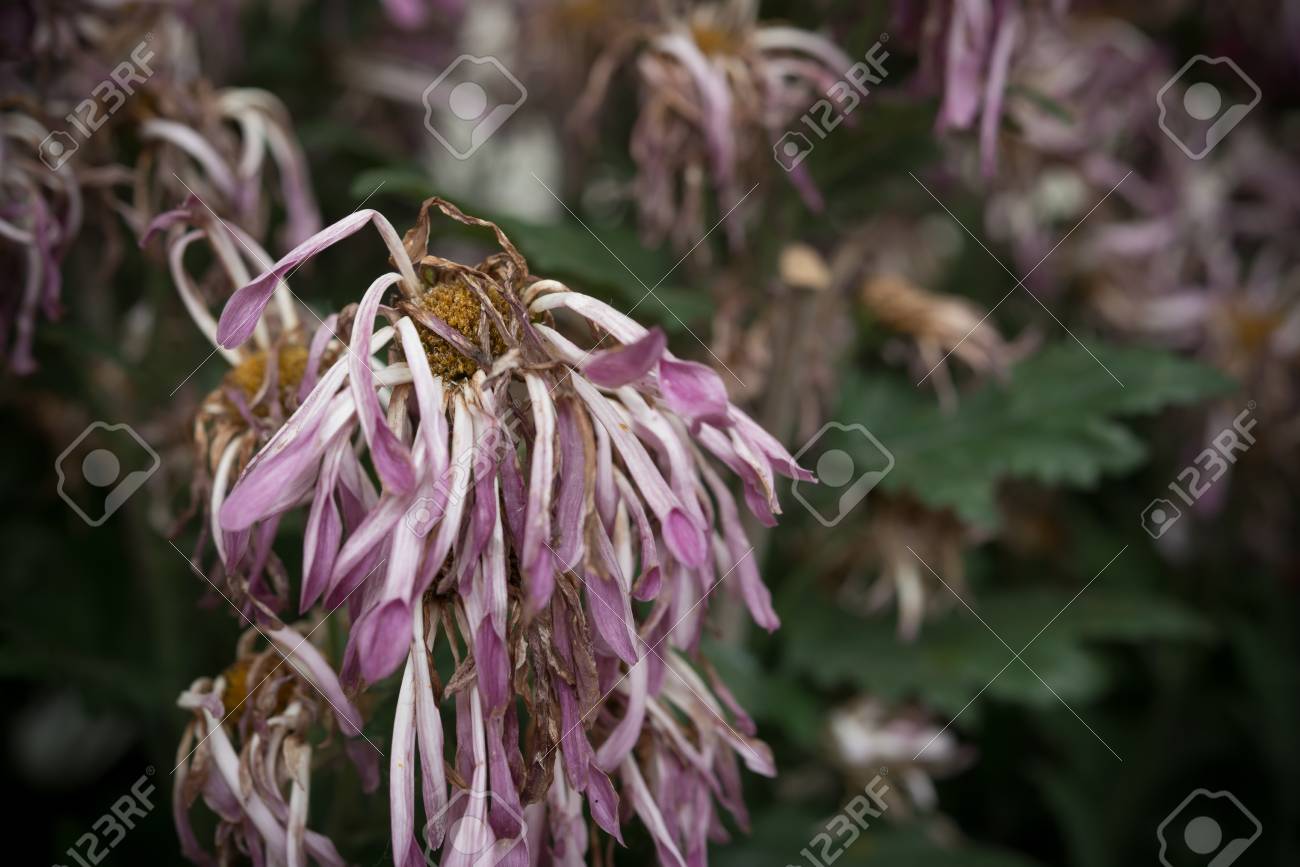 色あせた菊の花 の写真素材・画像素材. Image 73094166.