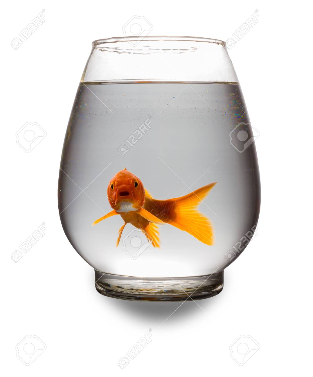 赤鯉がクリッピング パスと白でガラスの水槽で開いた口とカメラ目線 の写真素材 画像素材 Image