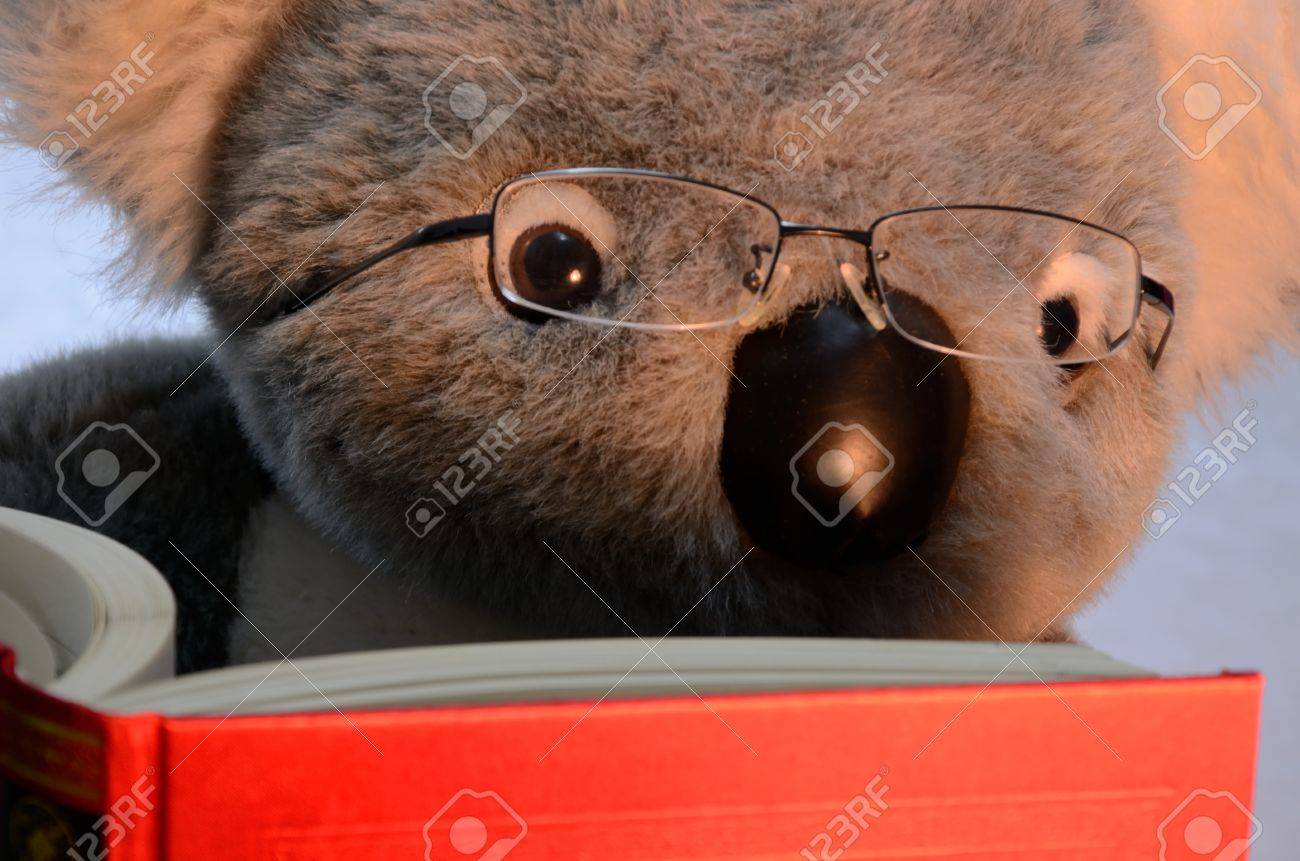 27559810-the-view-of-toy-koala-reading-book.jpg