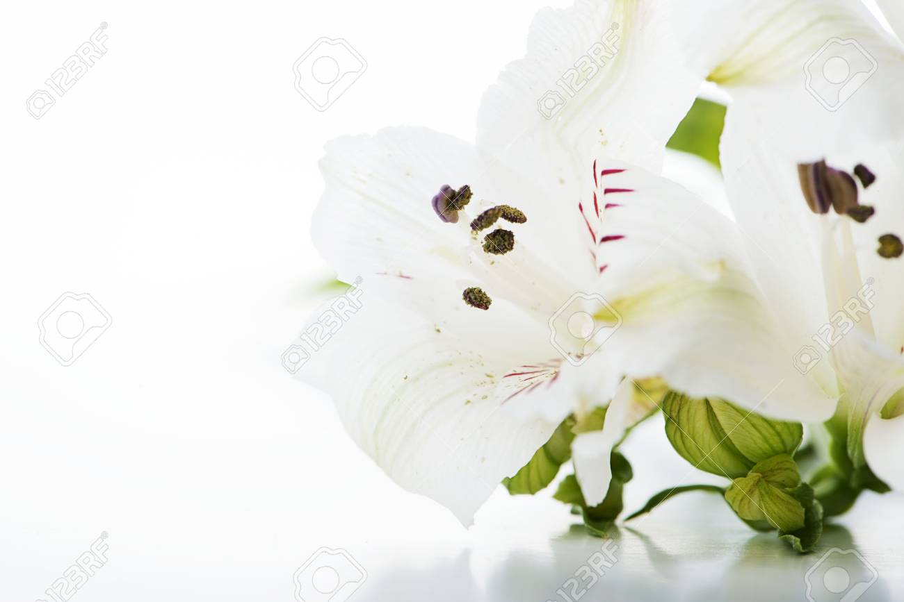 Gros Plan Dun Bouquet De Fleurs De Lys Sur Fond Blanc Isolé Espace De Copie Tournage Vertical