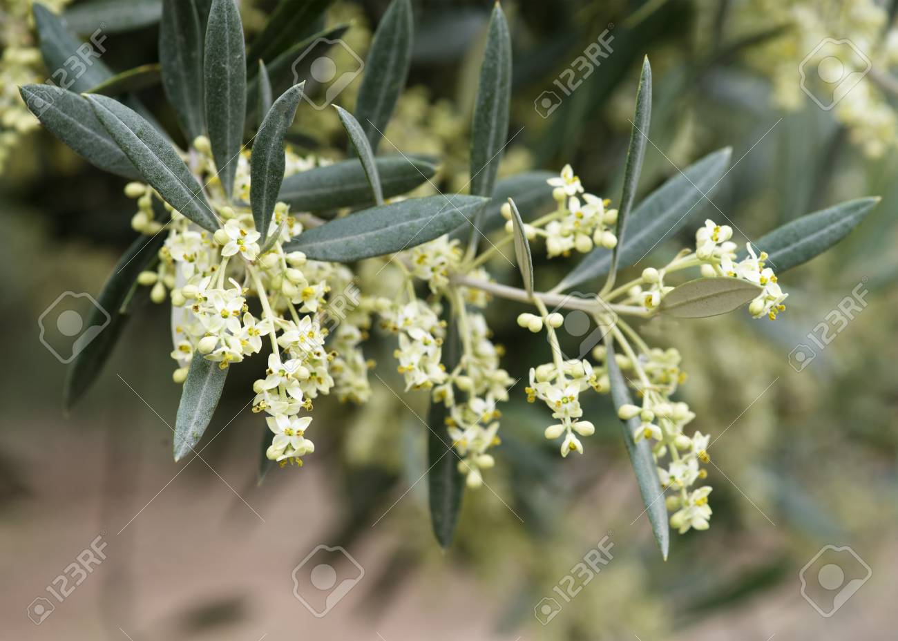 スペイン南部の木に成長しているオリーブの花を夏の太陽 広告コピー スペースに背景をぼかした写真をクローズ アップ撮影 の写真素材 画像素材 Image