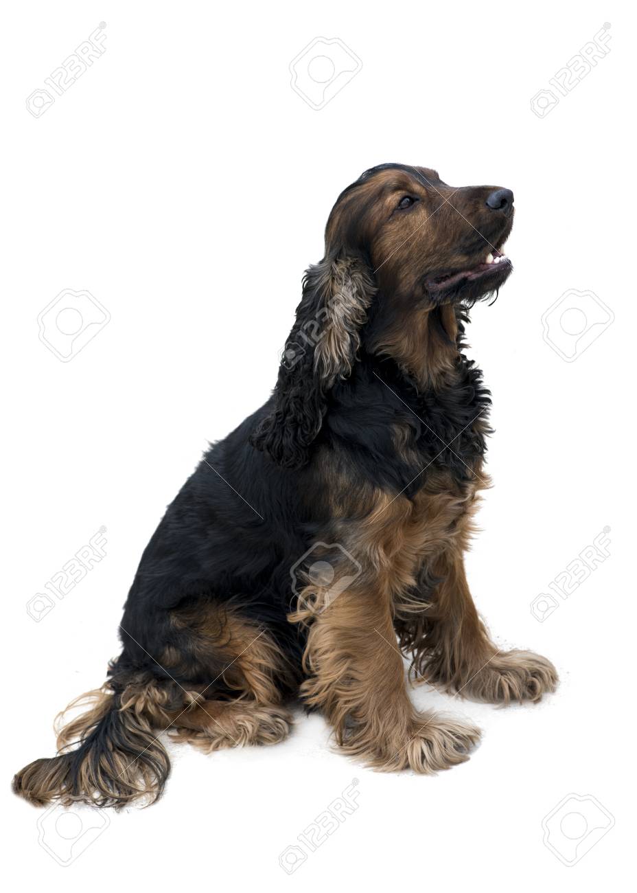 tan cocker spaniel