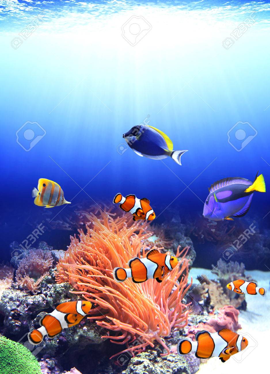 イソギンチャクと海のピエロ魚の写真素材・画像素材 Image 34270607