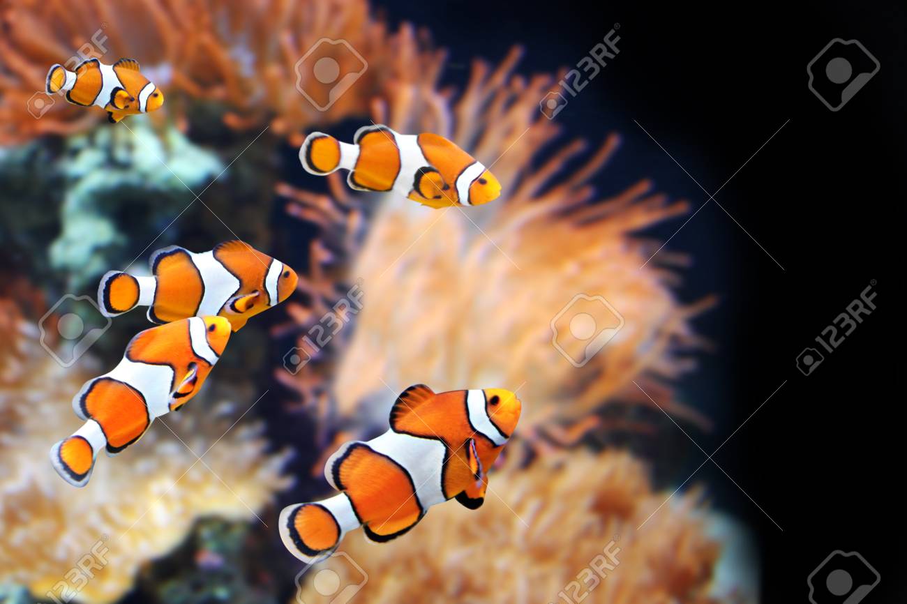 Sea Anemone And Clown Fish In Marine Aquarium On Black Background Stock Photo Picture And Royalty Free Image Image Sea Anemone And Clown Fish In Marine Aquarium On Black Background Stock Photo Picture And Royalty Free Image Image