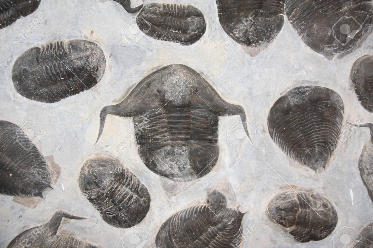 化石　　三葉虫　　石　　古い　　レトロ 化石三葉虫石古いレトロ