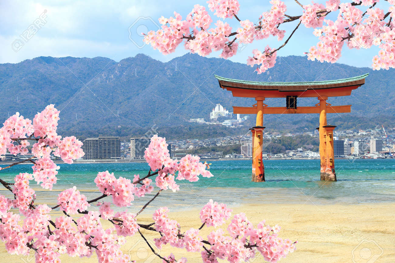 浮かぶ鳥居（O-Torii）とピンクの花が咲く桜の枝、厳島神社、広島県