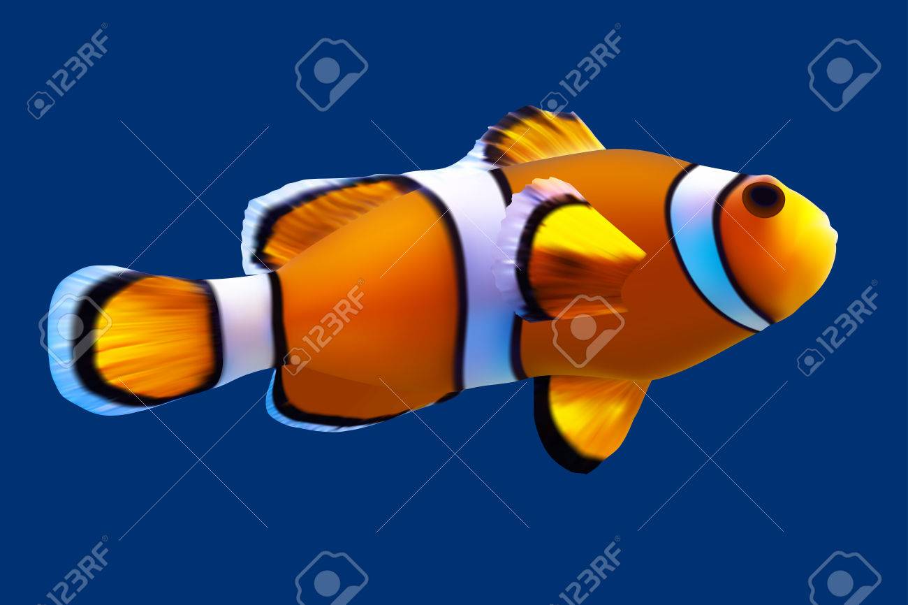 クマノミ ベクトル イラスト分離された青 のイラスト素材 ベクタ Image