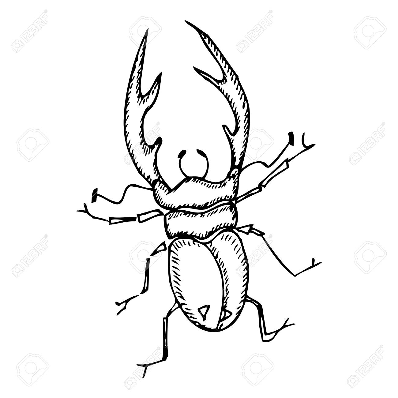 白い背景にカブトムシします ベクトル イラスト のイラスト素材 ベクタ Image