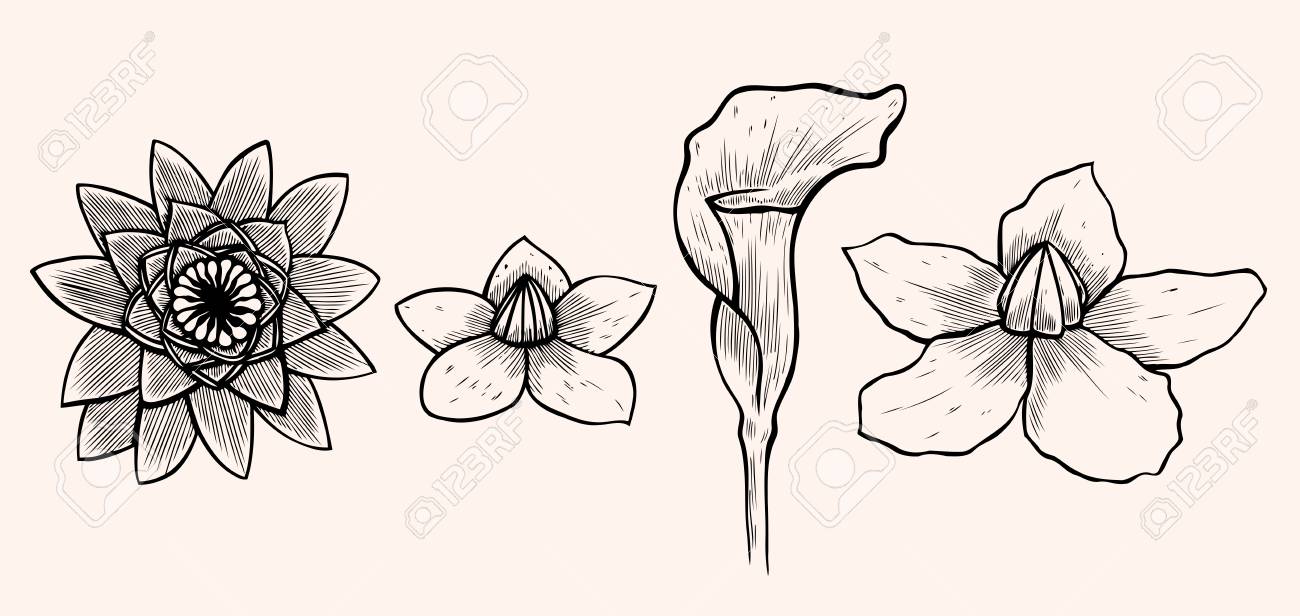 花の手描きイラストのセットです のイラスト素材 ベクタ Image 0946