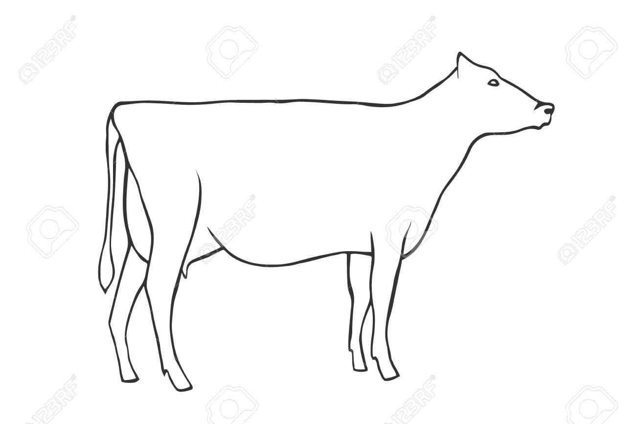 hand draw cow outline vector illustration cow outline