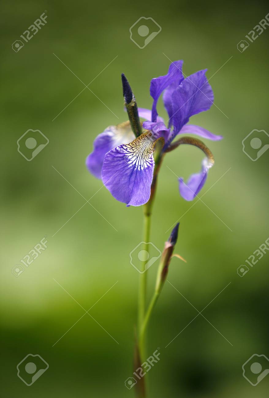 etiam-dictum-ipsum-a-felis