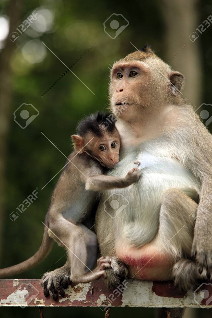 猿の家族 カンボジア の写真素材 画像素材 Image