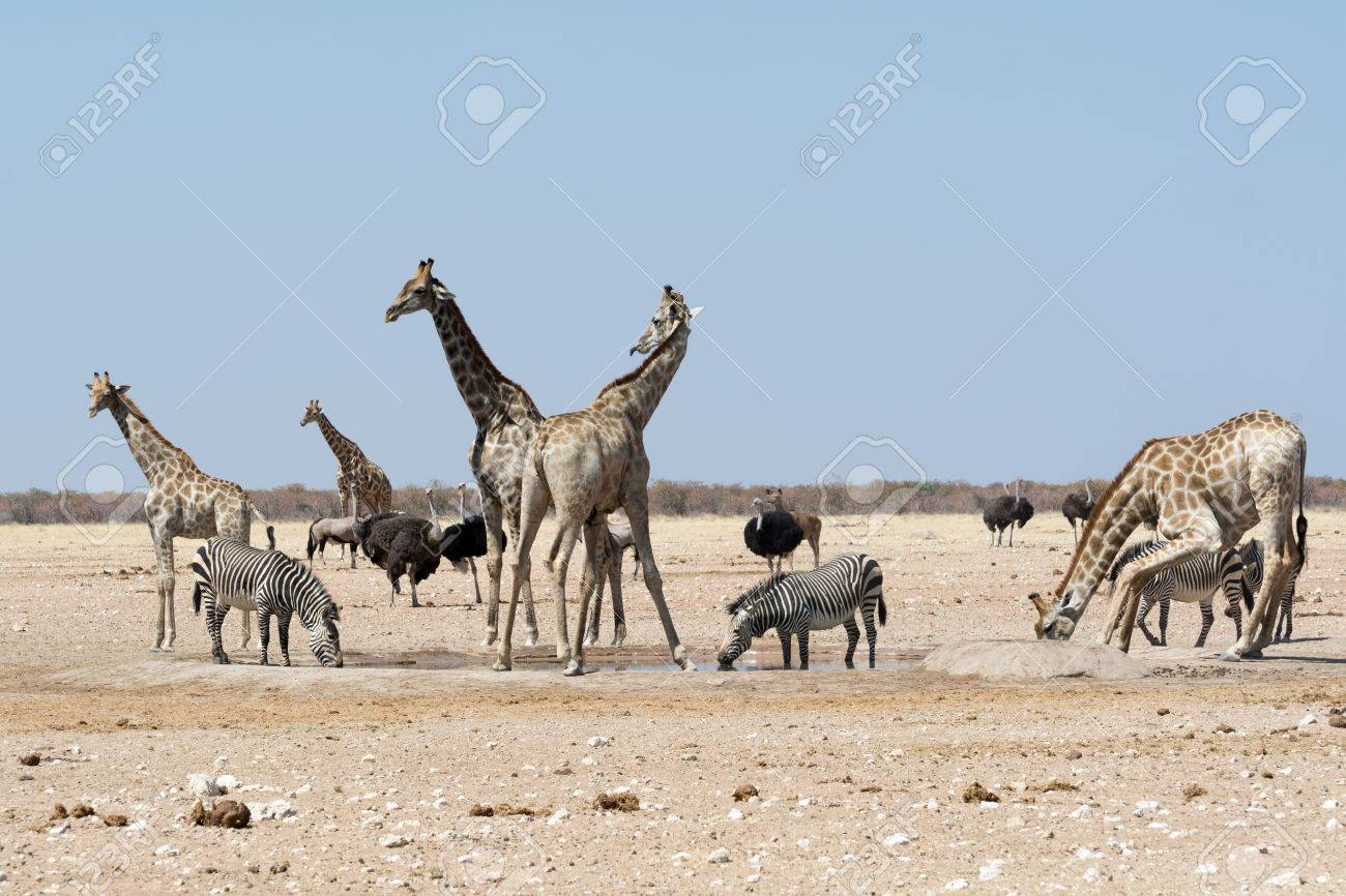 Groupt Of Giraffes And Other Animals At Waterhole. Seen And Shot On Self Drive Safari Tour Through Several Natural Parks At Namibia, Africa. Stock Photo, Picture And Royalty Free Image. Image 46595677. Groupt Of Giraffes And Other Animals At Waterhole. Seen And Shot On Self Drive Safari Tour Through Several Natural Parks At Namibia, Africa. Stock Photo, Picture And Royalty Free Image. Image 46595677.