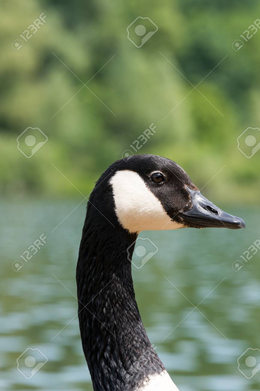 canada goose allemagne canada goose allemagne