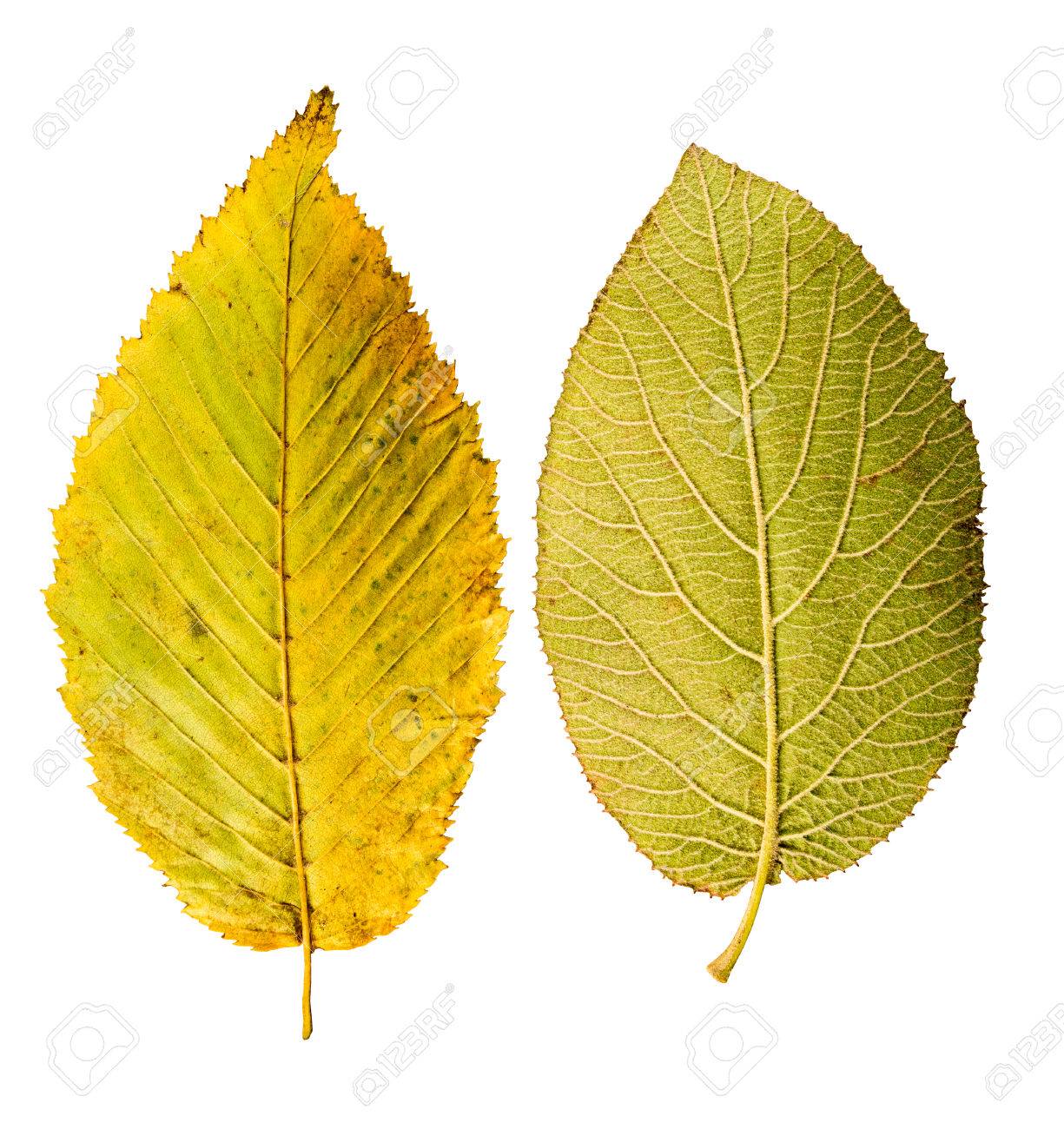 Close Up Photograph Of A Withering Autumnal Common Beech Tree Stock Photo Picture And Royalty Free Image Image