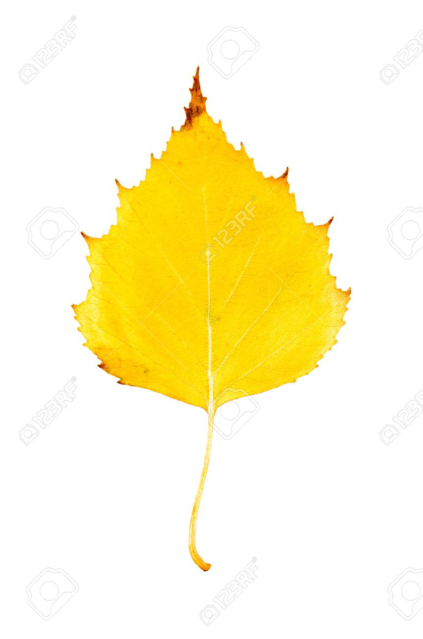 Close Up Photo D Un Automne Feuille D Arbre De Bouleau Fletrissement Isole Sur Fond Blanc En Haute Resolution Banque D Images Et Photos Libres De Droits Image Close Up Photo D Un Automne Feuille D Arbre De Bouleau Fletrissement Isole Sur Fond Blanc En Haute Resolution Banque D Images Et Photos Libres De Droits Image
