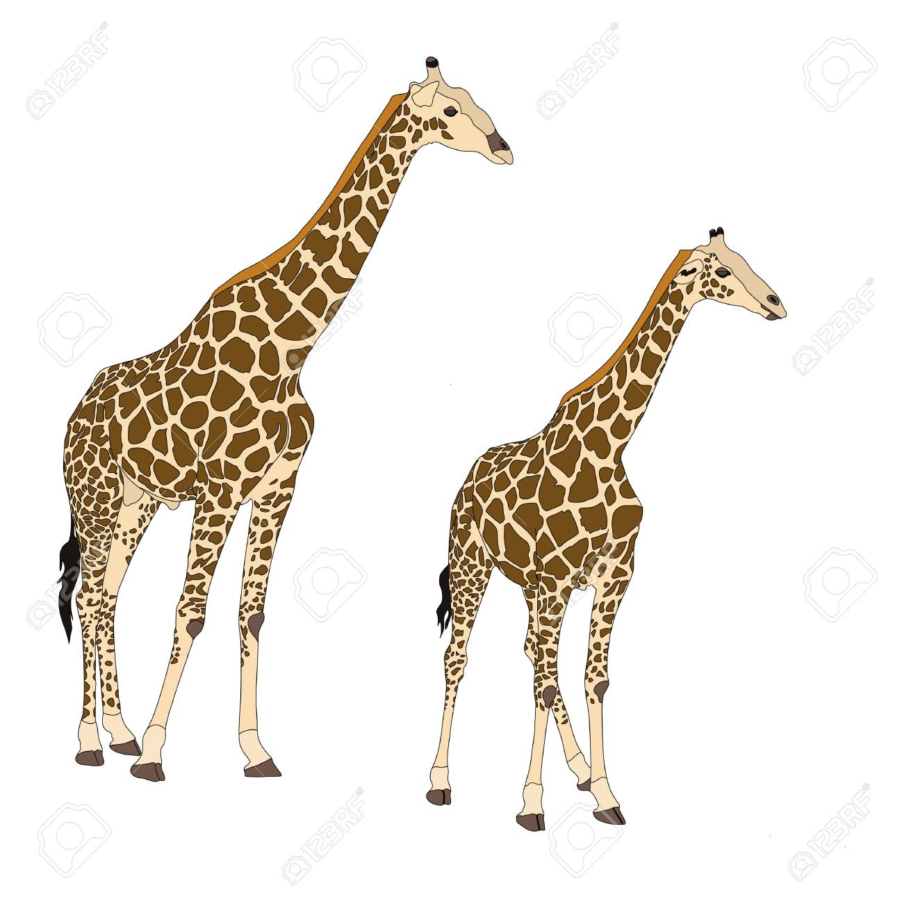 キリンが 2 頭 - デジタルに立っている白い背景に分離された描き下ろし  