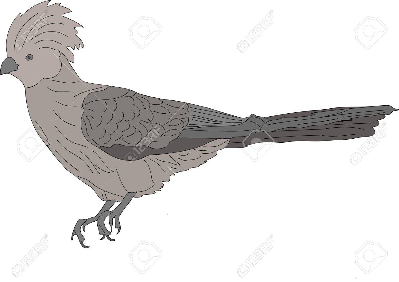 裸の直面行く野鳥 色手描きの背景図は 白い背景で隔離の肖像画 のイラスト素材 ベクタ Image