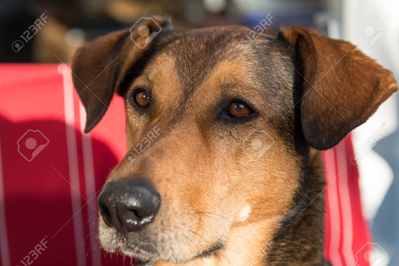 Portrat Eines Jagdhundes Besonders Ein Griechischer Halbbrustchen Mit Unbekannten Wurzeln Lizenzfreie Fotos Bilder Und Stock Fotografie Image