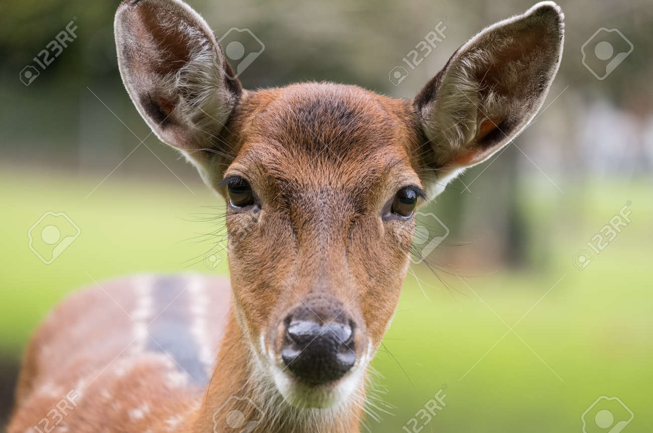 etiam-dictum-ipsum-a-felis