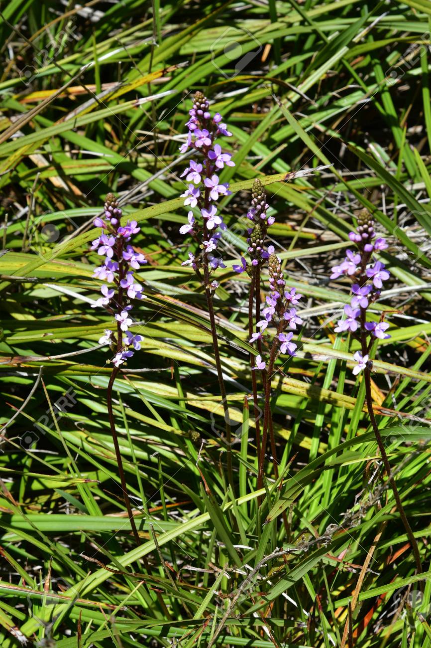 オーストラリア トリガー植物の花 の写真素材 画像素材 Image