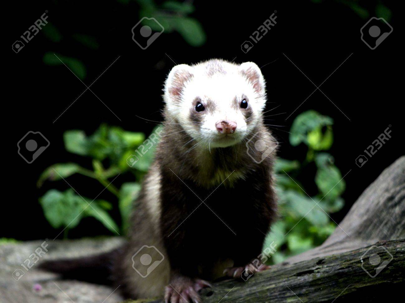 etiam-dictum-ipsum-a-felis