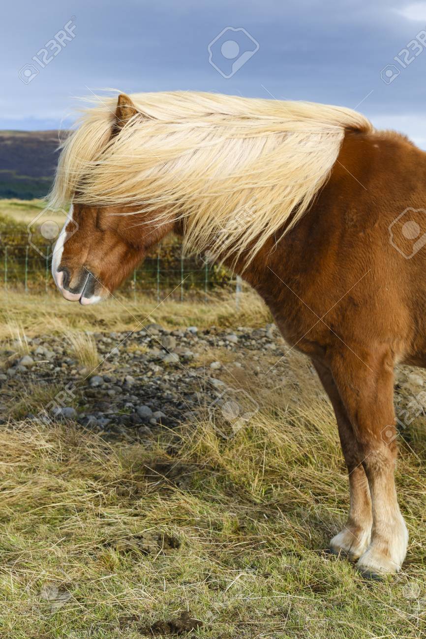 15+ Island Pony Braun Background