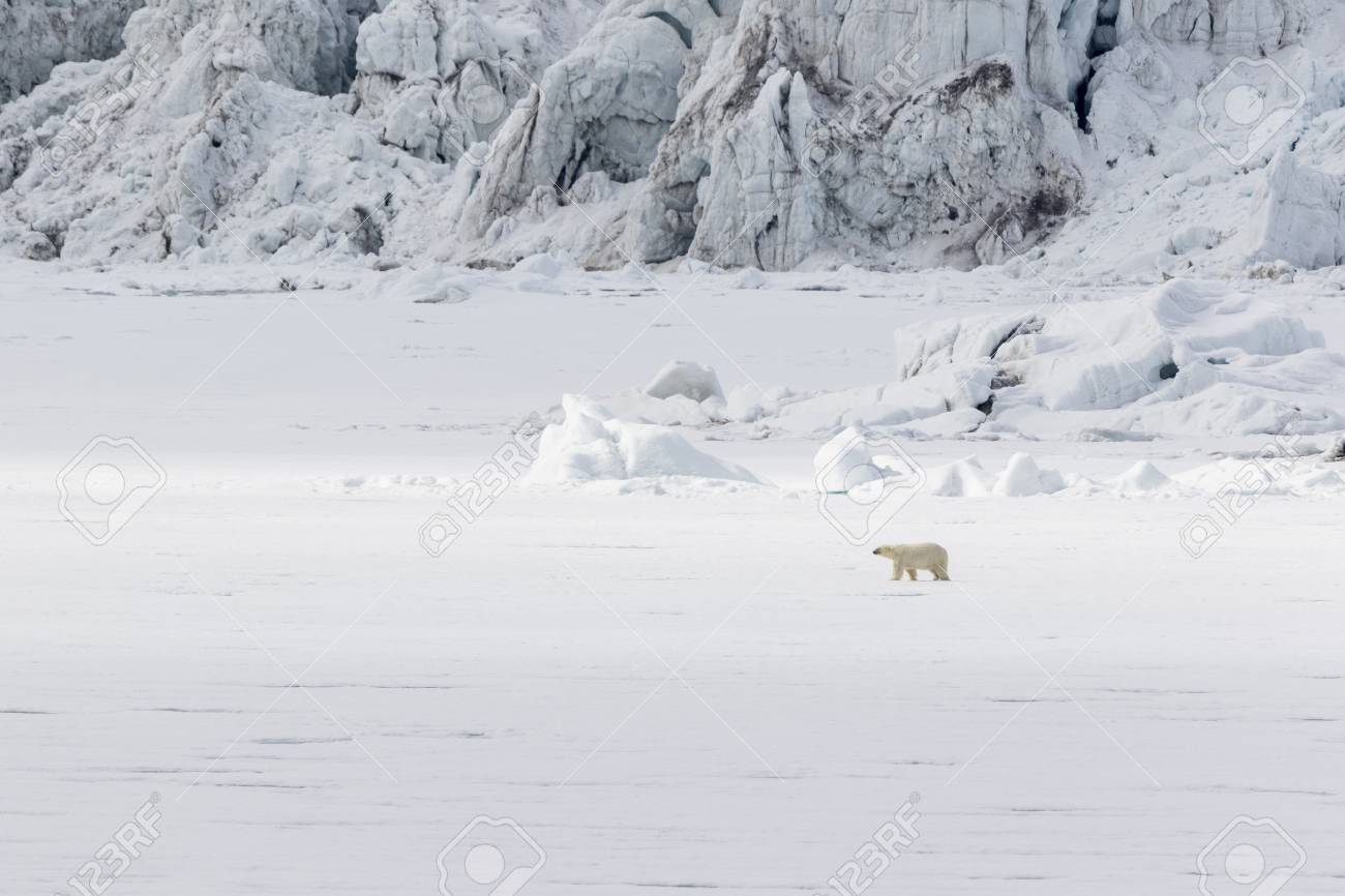 シロクマは氷河 スバルバール スピッツベルゲン ノルウェーに沿って氷の浮氷に沿って走ります の写真素材 画像素材 Image