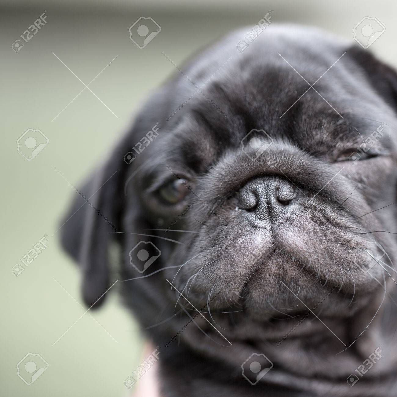 黒パグ子犬 の写真素材 画像素材 Image