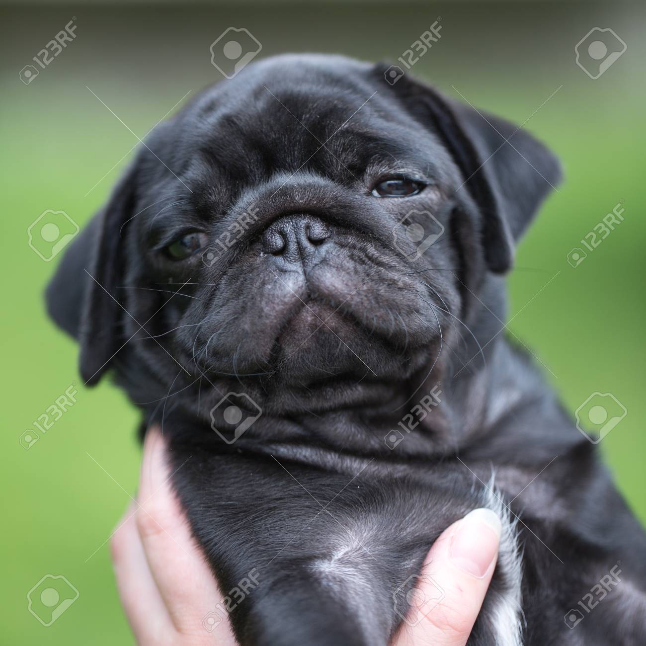 black pug