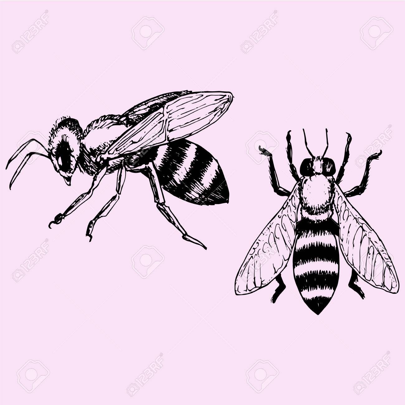 蜂を設定 スタイル スケッチ イラスト手描き落書き のイラスト素材 ベクタ Image 蜂を設定 スタイル スケッチ イラスト手描き落書き のイラスト素材 ベクタ Image